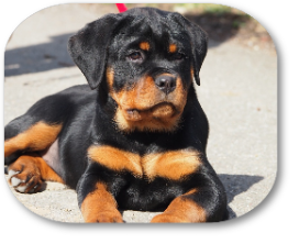 Rottweilerzüchter