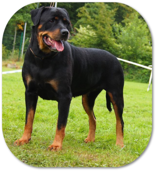 Rottweilerwelpen von La Suerte