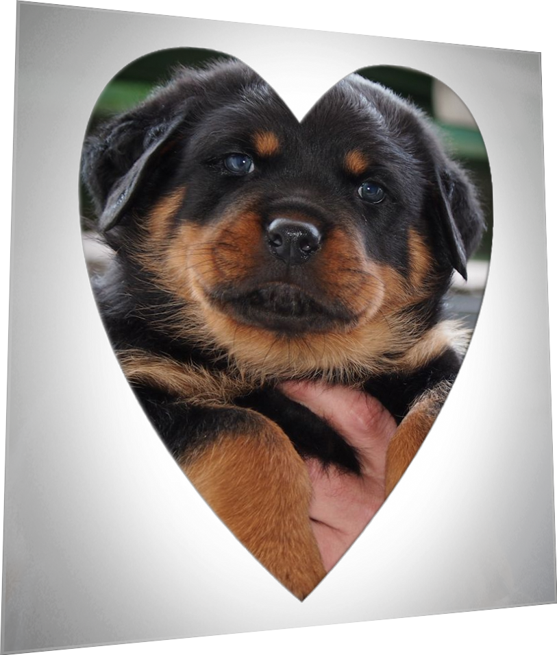 Rottweilerwelpen von La Suerte